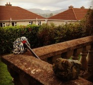 sligo mops
